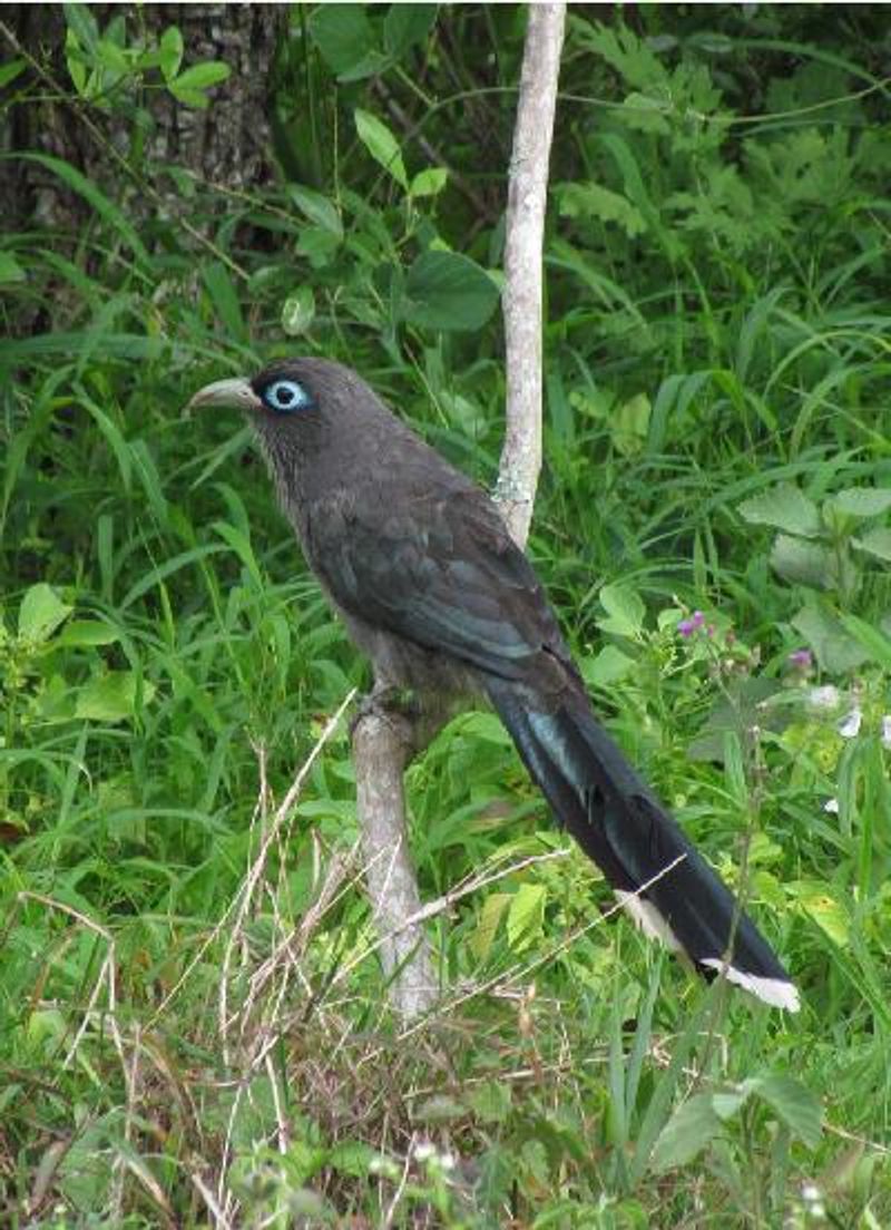 Blue faced Malkoha