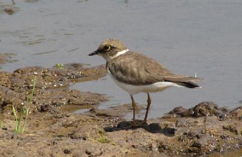 Little Ringed Plover
