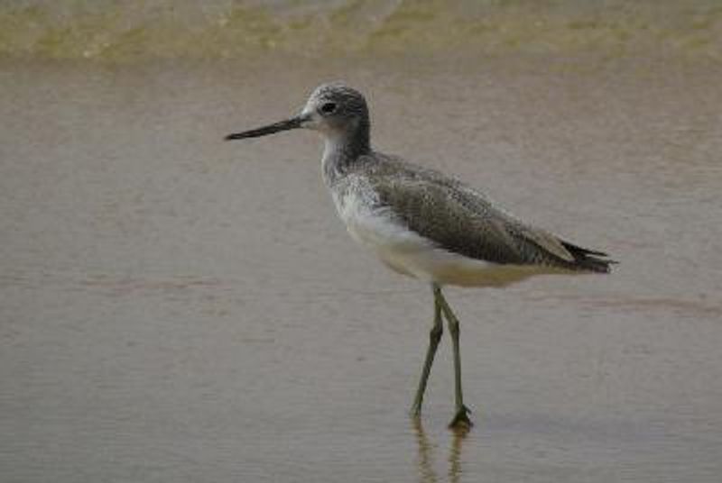 Common Greenshank