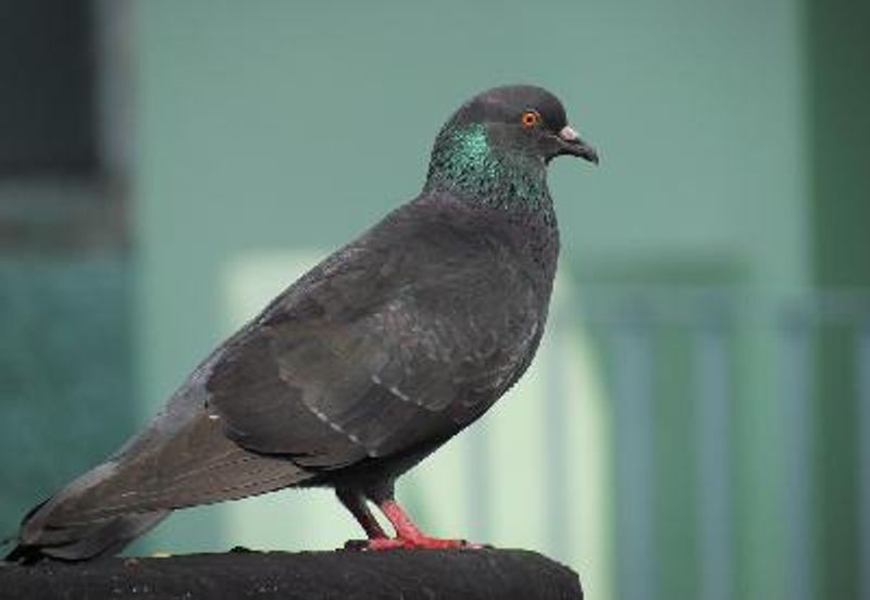 Rock Pigeon