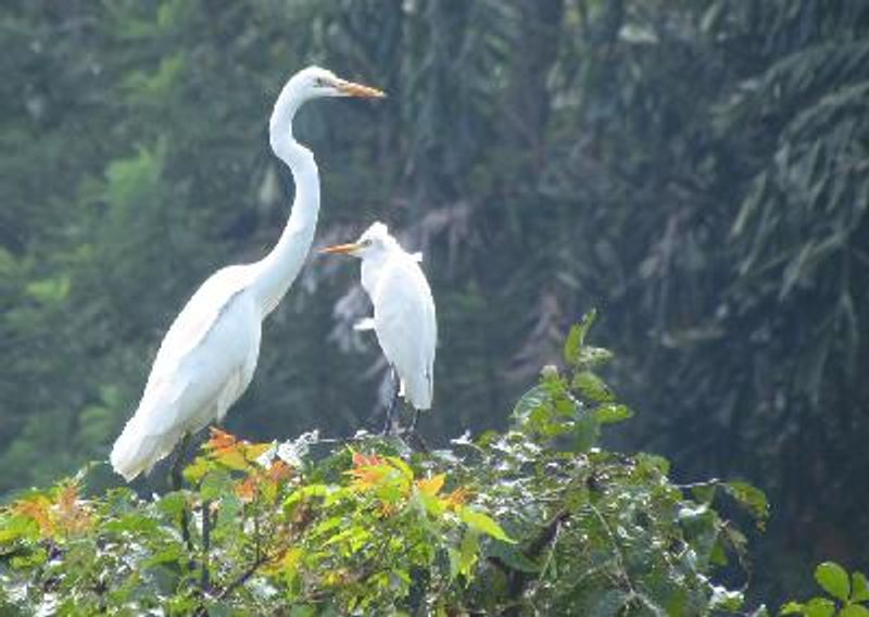 Great Egret