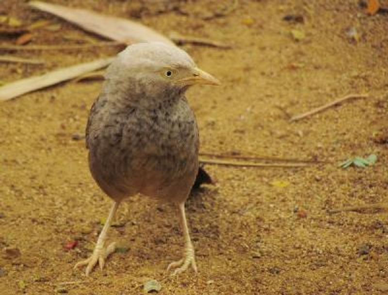 Yellow billed Babbler