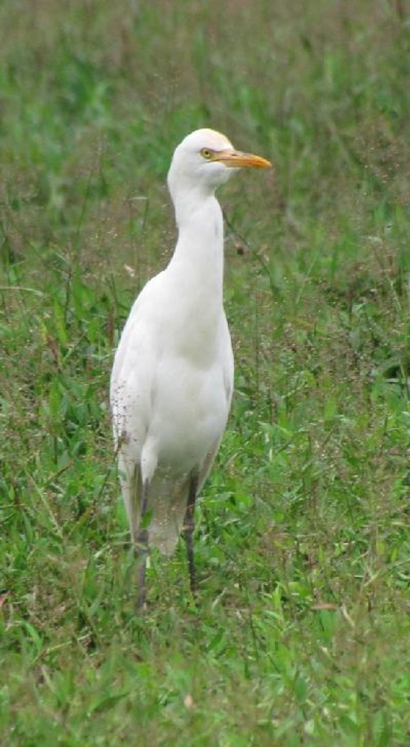 Cattle Egret