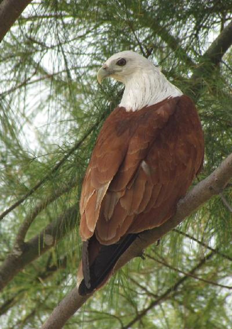 Brahminy Kite