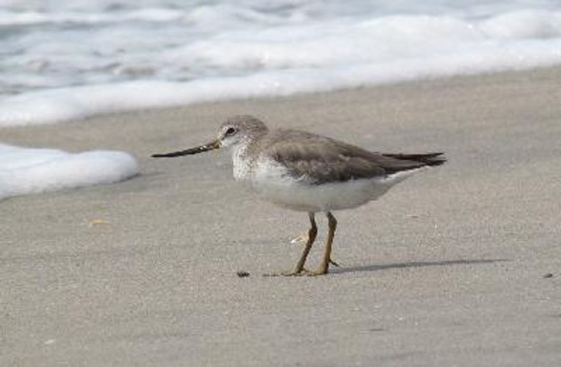 Terek Sandpiper