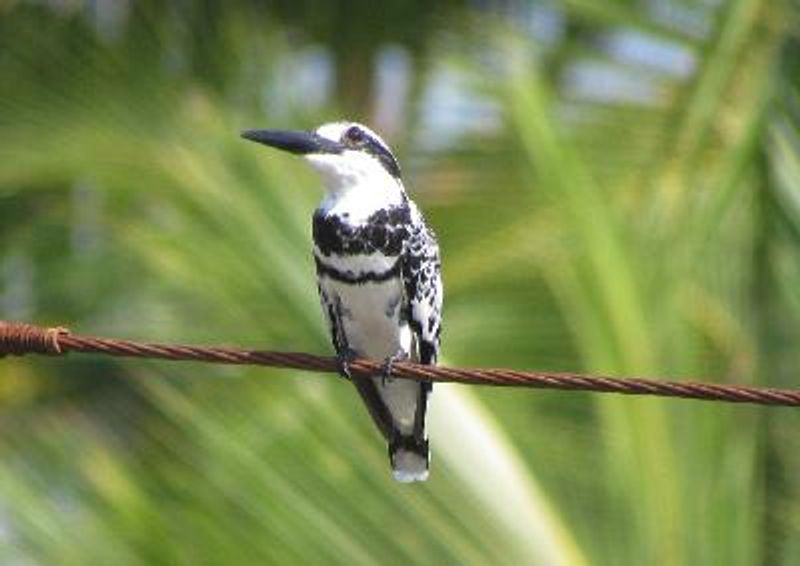Pied Kingfisher