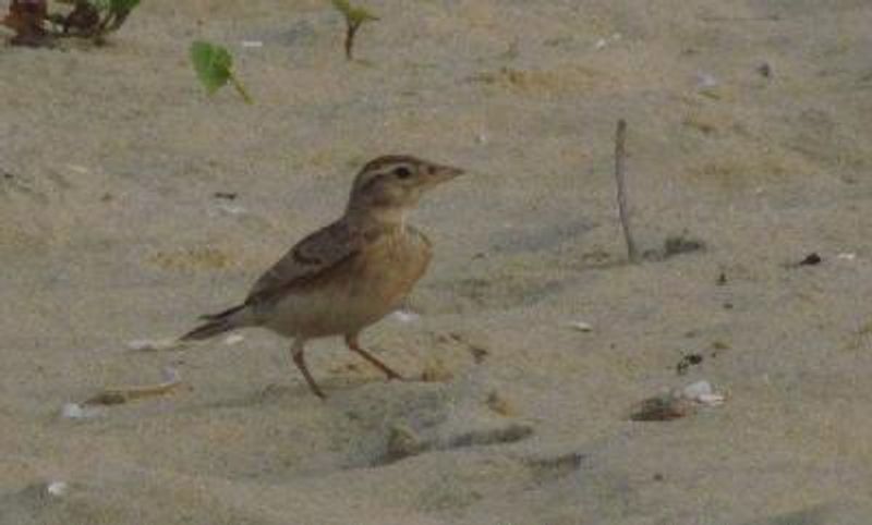 Greater Short toed Lark