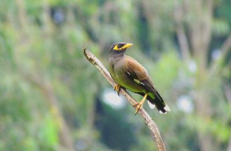 Common Myna