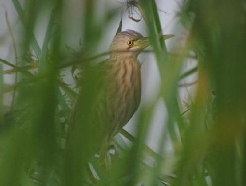 Yellow Bittern