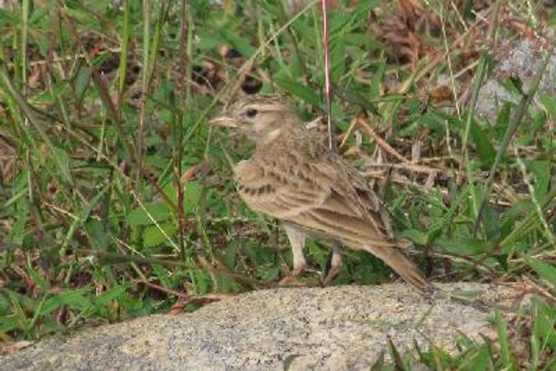 Greater Short toed Lark