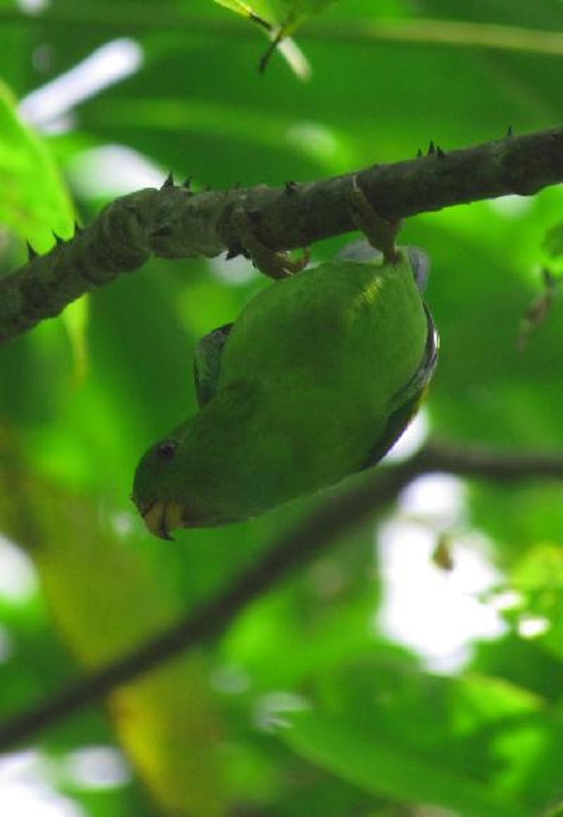 Vernal Hanging Parrot