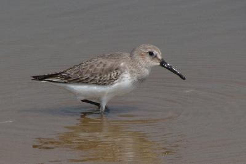 Dunlin