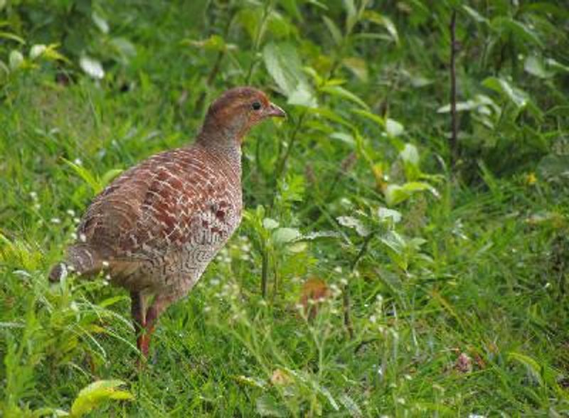 Grey Francolin