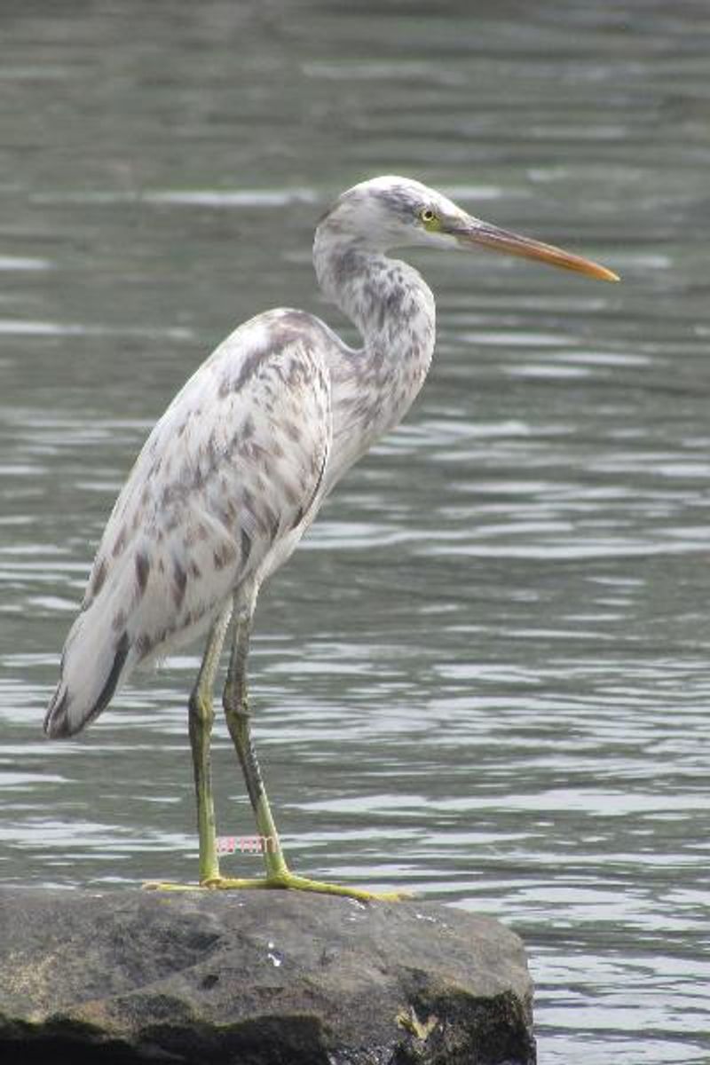 Western Reef Egret