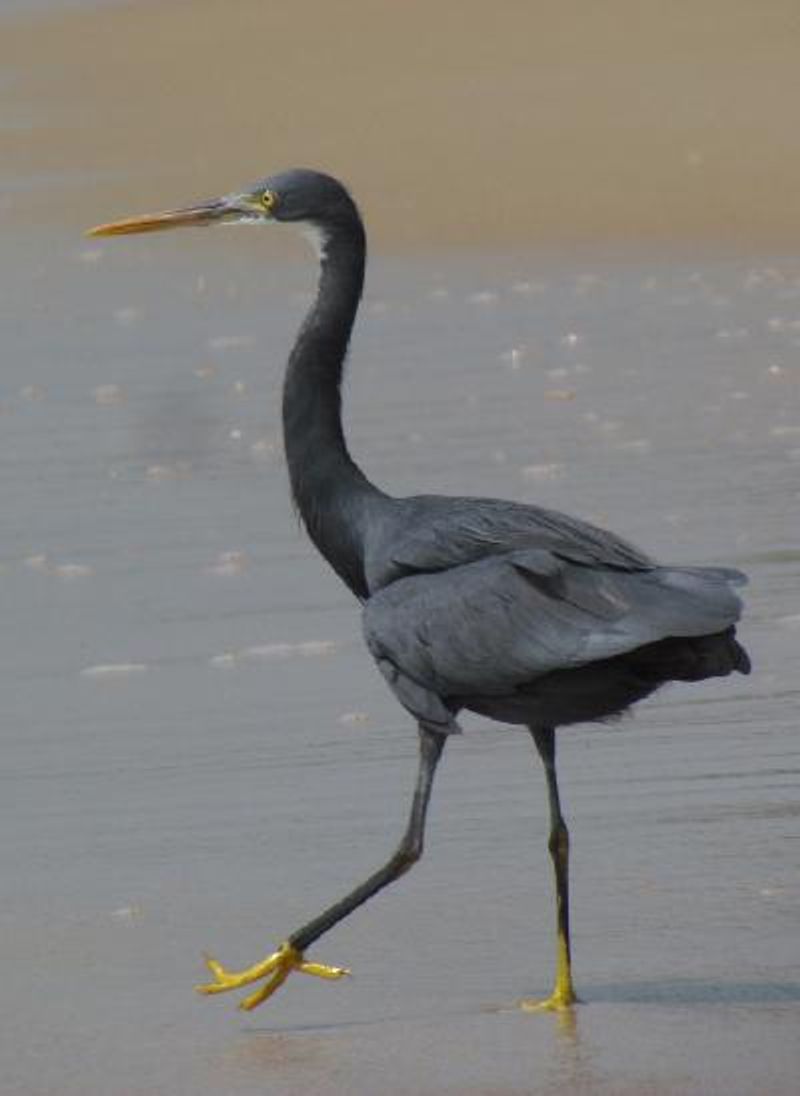 Western Reef Egret