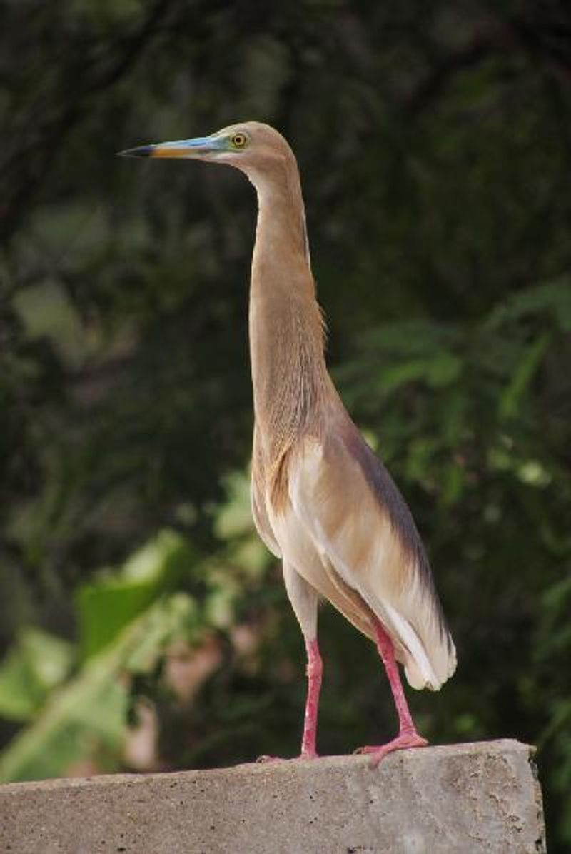 Indian Pond Heron