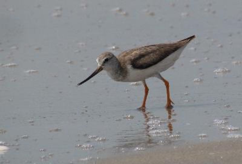 Terek Sandpiper