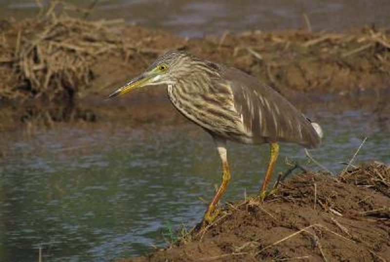 Indian Pond Heron