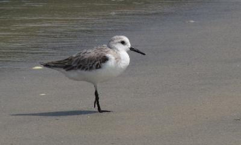 Sanderling