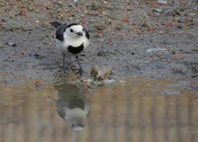 White Wagtail