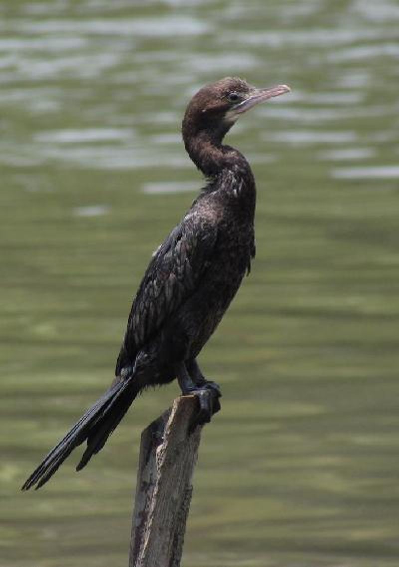 Little Cormorant