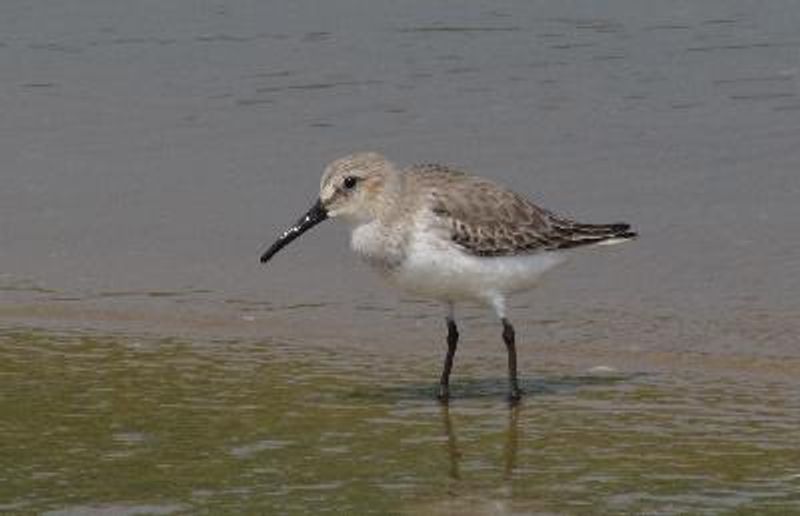Dunlin