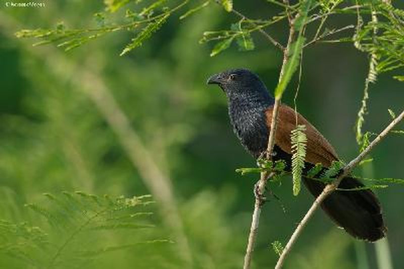 Lesser Coucal