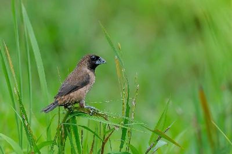 Black throated Munia