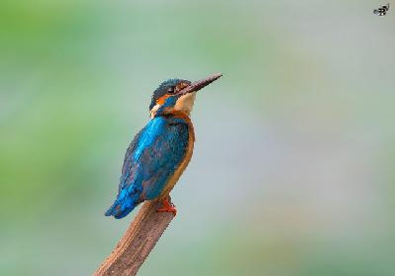 Common Kingfisher