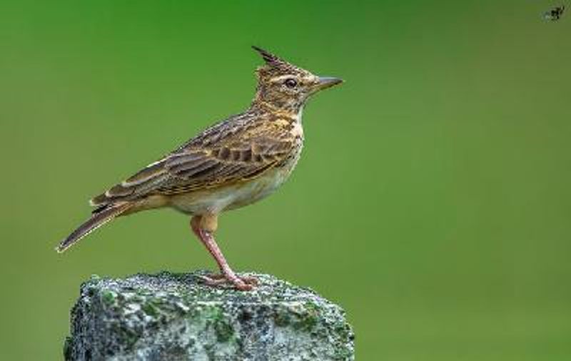 Malabar Lark