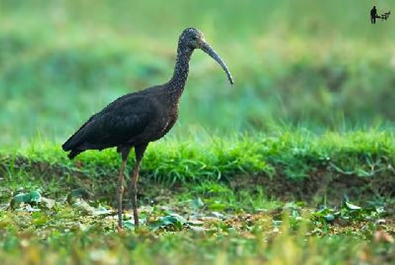 Glossy Ibis