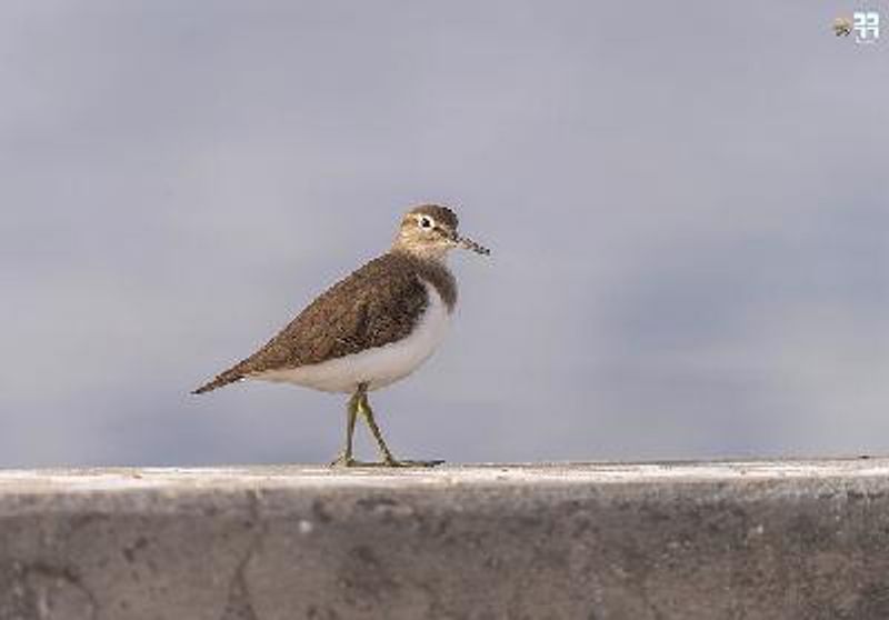 Common Sandpiper