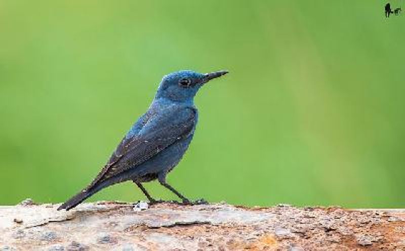 Blue Rock Thrush