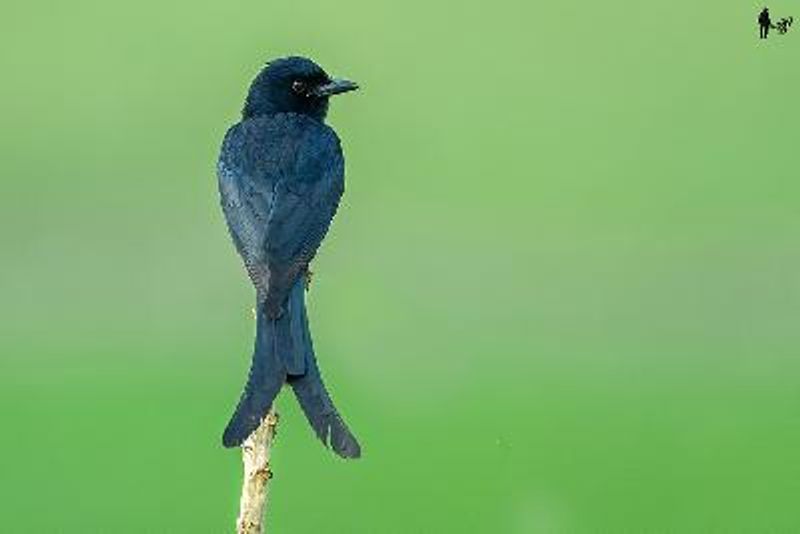 Black Drongo