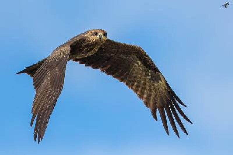 Black Kite