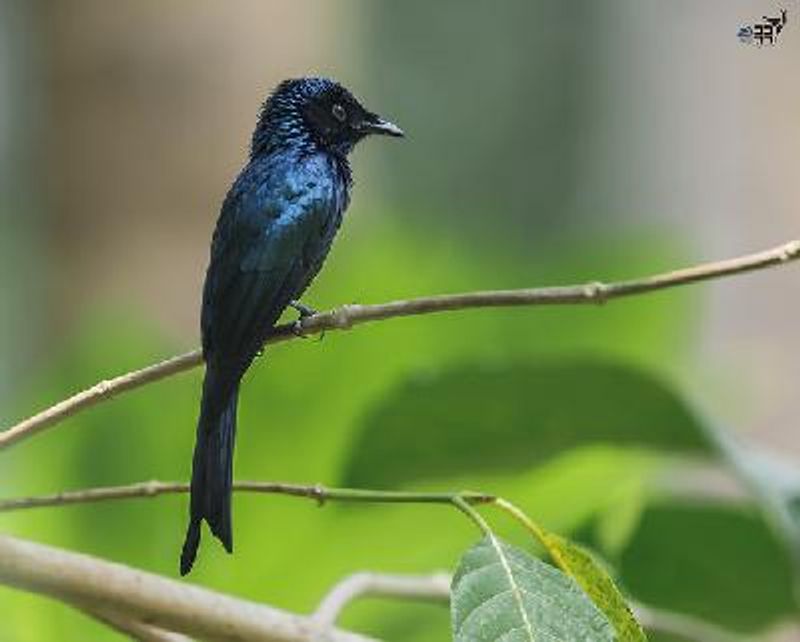 Bronzed Drongo