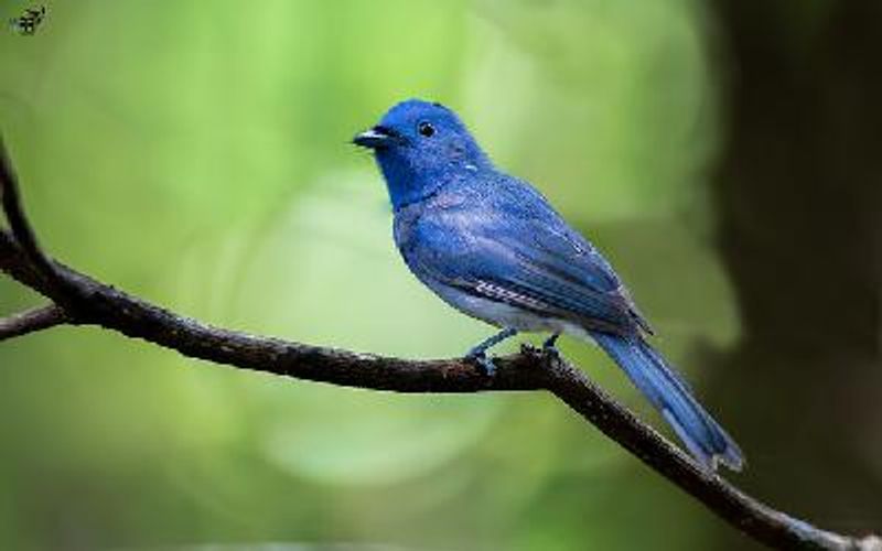 Black naped Monarch