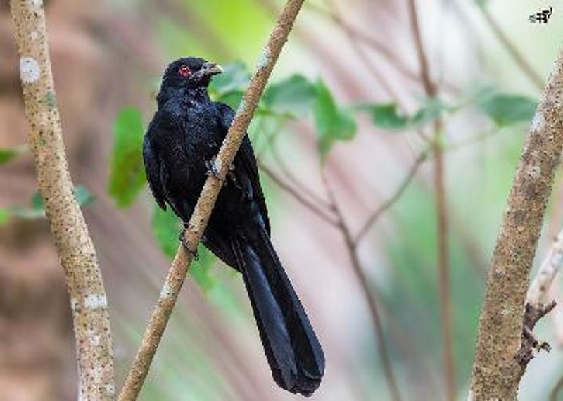 Asian Koel