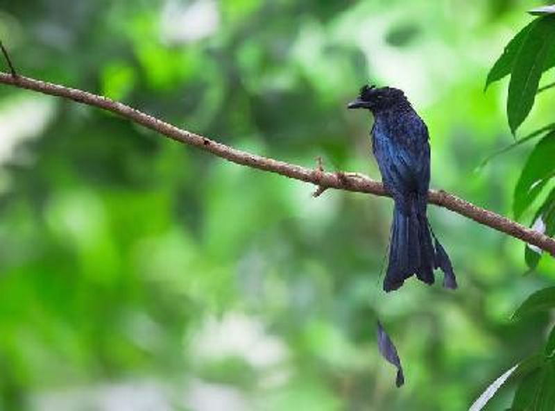 Greater Racket tailed Drongo