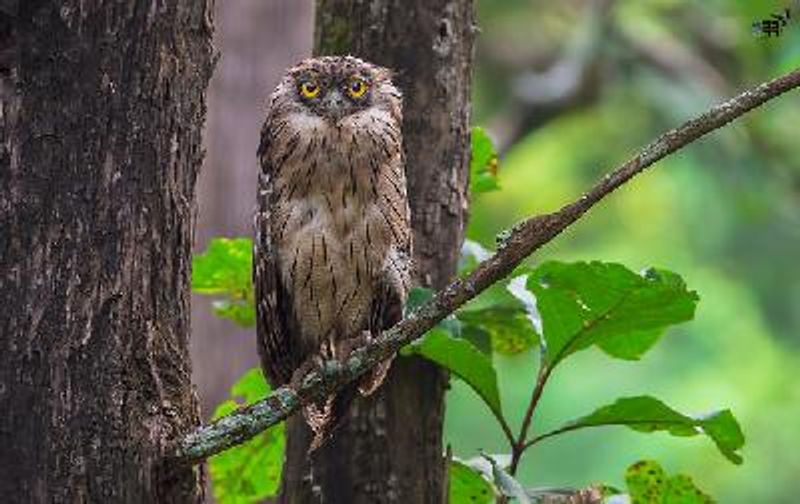 Brown Fish Owl