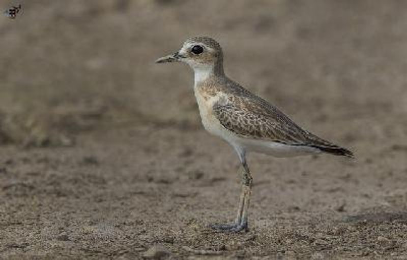 Greater Sand Plover
