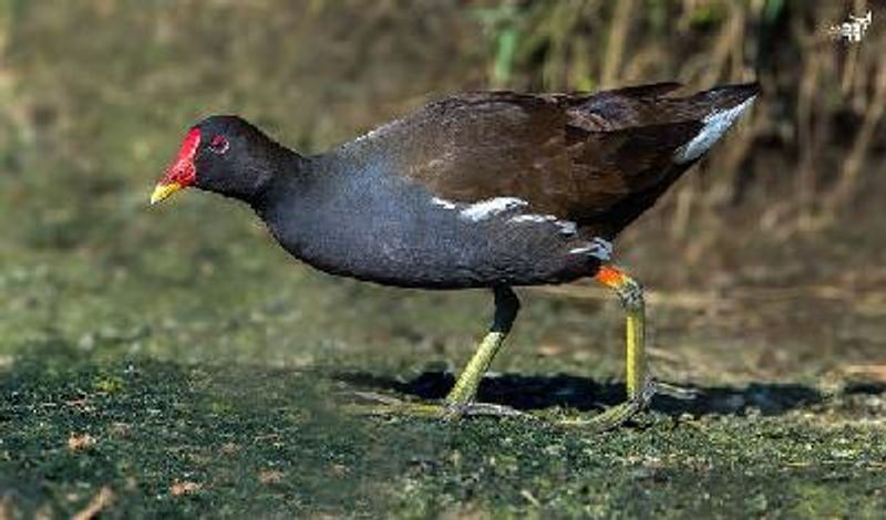 Common Moorhen