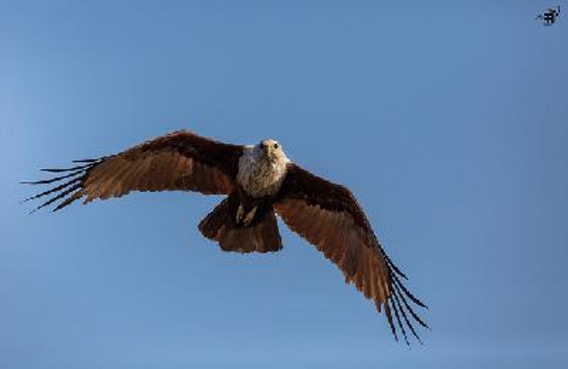 Brahminy Kite
