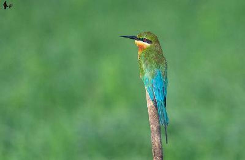 Blue tailed Bee eater