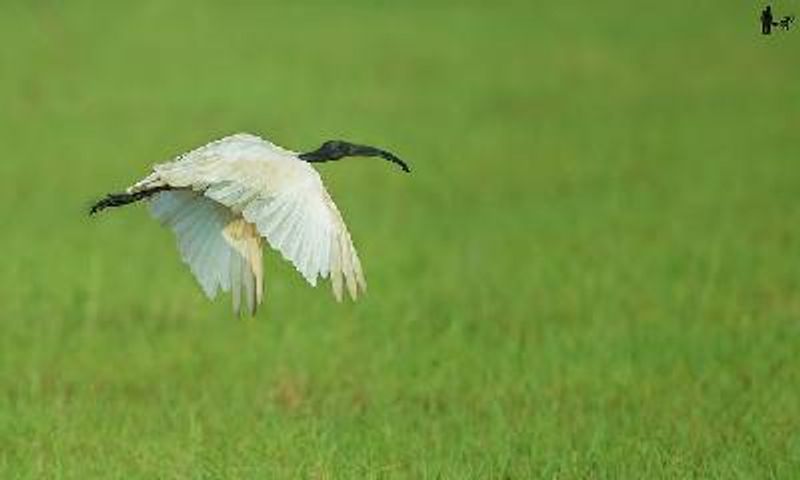 Black headed Ibis
