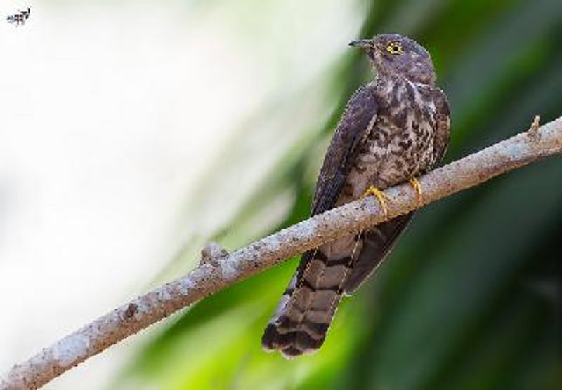 Common Hawk Cuckoo