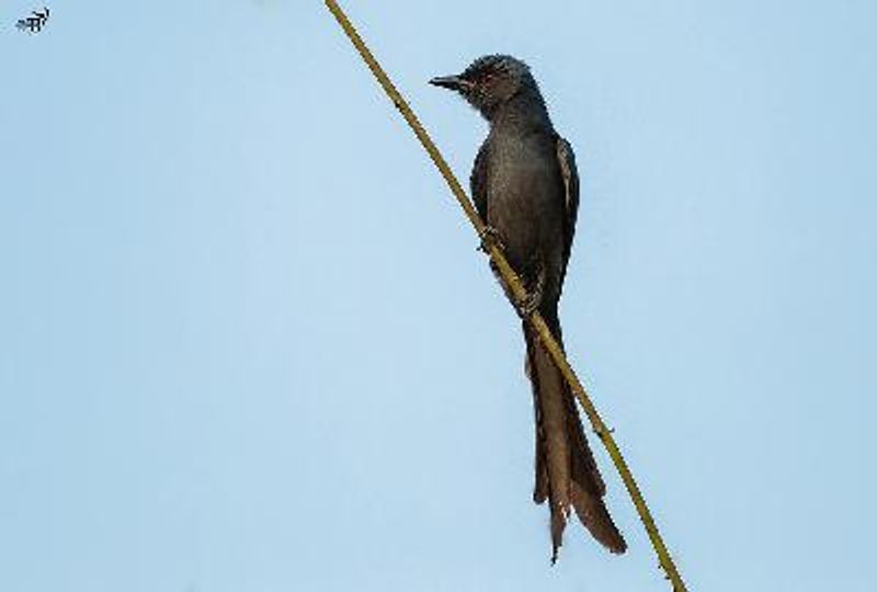Ashy Drongo