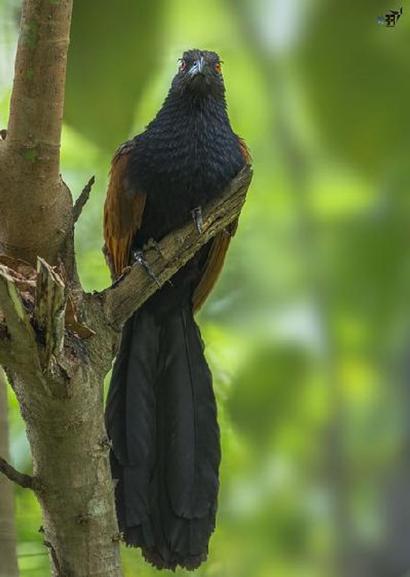 Greater Coucal