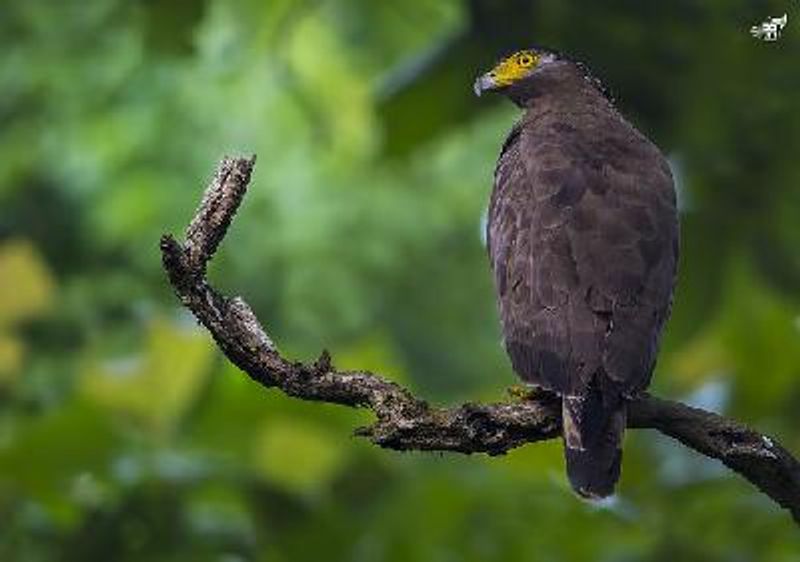 Crested Serpent Eagle