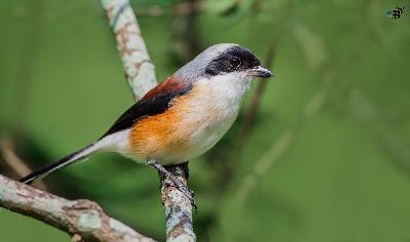 Bay backed Shrike